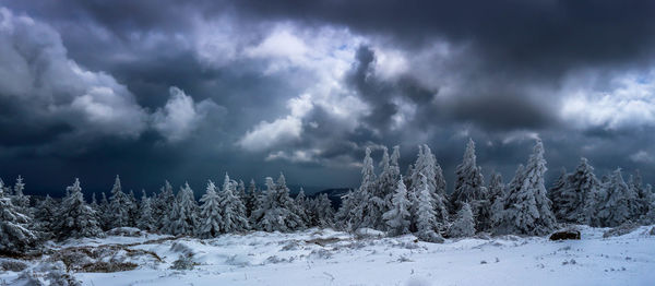 Trees on snow covered landscape against storm clouds