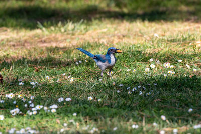 Bird perching on a field