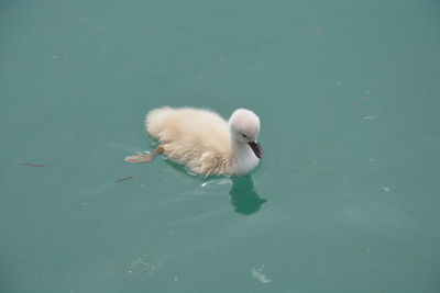 High angle view of swan swimming in lake