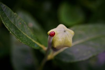 Close-up of flower bud on leaf