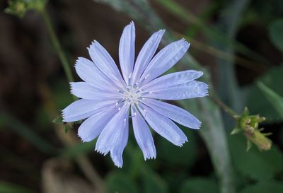 Close-up of purple flowering plant