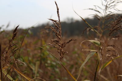 Close-up of stalks in field against sky