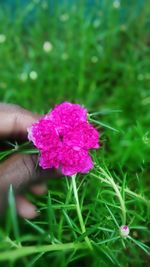 Close-up of pink flowers