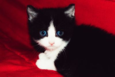 Close-up portrait of cat with red eyes