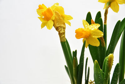Close-up of yellow daffodil against white background