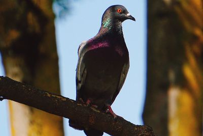 Close-up of bird perching on tree against sky