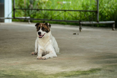 Dog sitting in a park