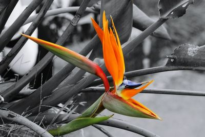 Close-up of flower