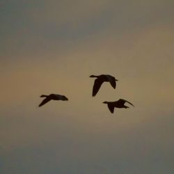 Low angle view of silhouette bird flying against clear sky