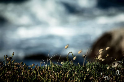 Plants growing on field