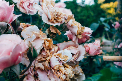 Close-up of flowers against blurred background