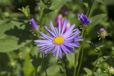 Close-up of purple flowering plant