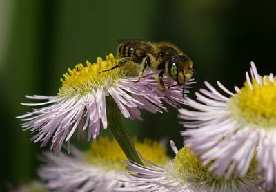 Close-up of bee on pink aster