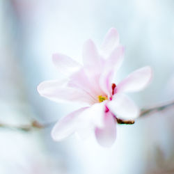 Close-up of flower against blurred background