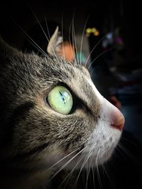 Close-up of cat looking away