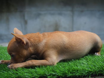 View of a dog sleeping on grass