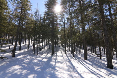 Trees on snow covered landscape