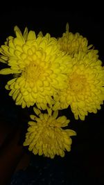 Close-up of yellow flowering plant against black background