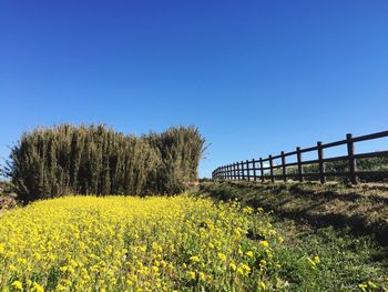 Yellow flowers growing in field