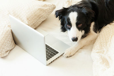 Dog lying down on laptop