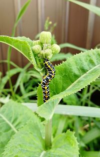 Close-up of insect on leaf