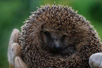 Close-up of an animal