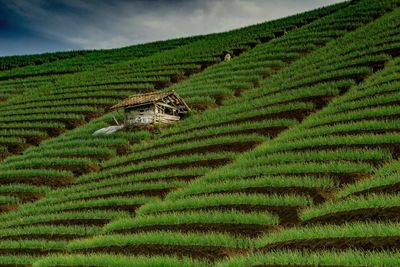 Scenic view of agricultural field against sky