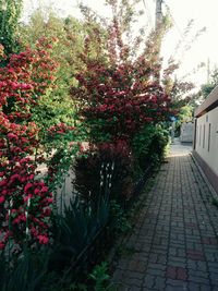 Flowering plants and trees