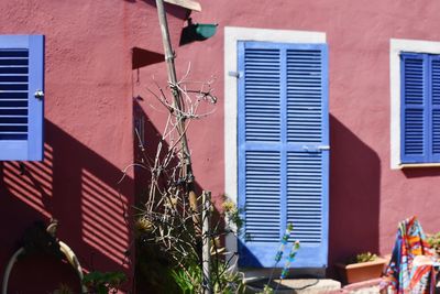 Potted plant on wall of building