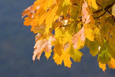 Close-up of yellow maple leaves against blurred background