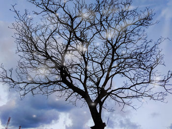 Low angle view of silhouette bare tree against sky