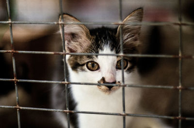 Portrait of cat in cage