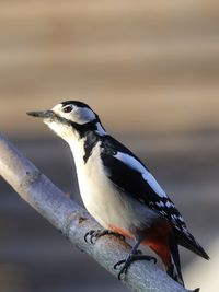 Close-up of bird perching on wood