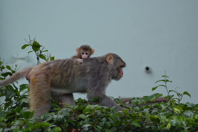 Low angle view of monkey