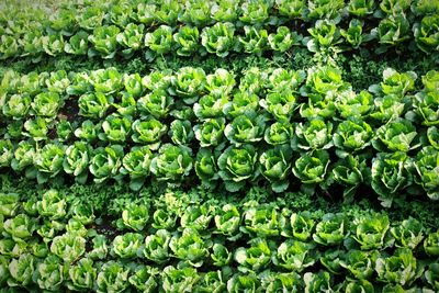 Full frame shot of fresh organic cabbages on field