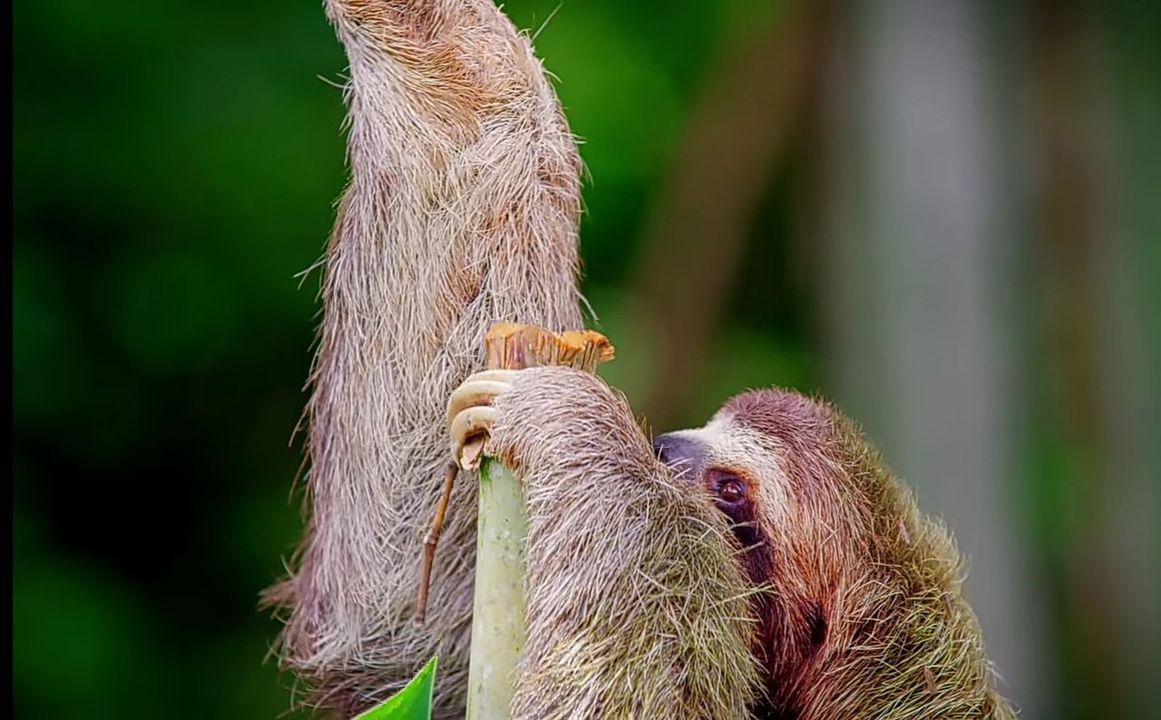 animal themes, animal, mammal, animal wildlife, vertebrate, focus on foreground, one animal, primate, monkey, animals in the wild, no people, close-up, day, animal body part, nature, animal hair, outdoors, hair, animal head, zoology, herbivorous