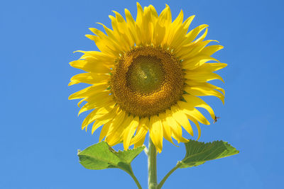 Close-up of sunflower against blue sky