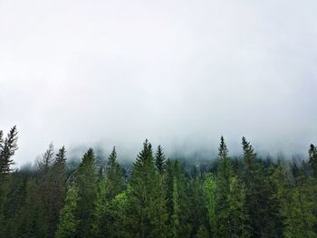 Pine trees in forest against sky