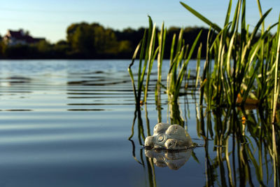 Close-up of plant floating on lake against sky