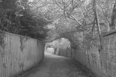 Narrow footpath along trees