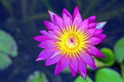 Close-up of pink flower