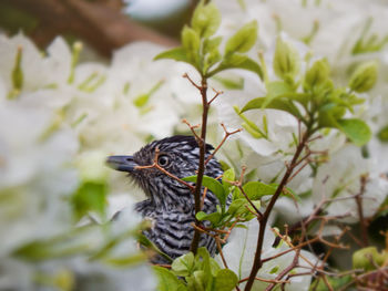 Close-up of bird perching on plant