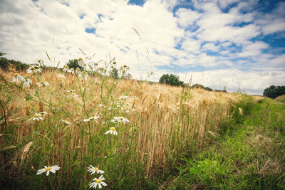 Scenic view of field against cloudy sky