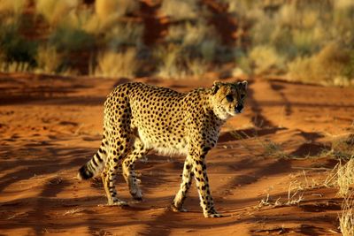 Cheetah in savannah