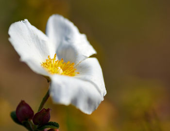 Close-up of white flower