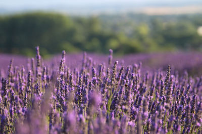 Close-up of purple flowering plants on field