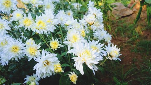 Close-up of white flowering plants