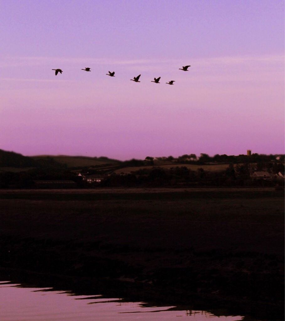 SILHOUETTE OF BIRDS FLYING OVER TREES