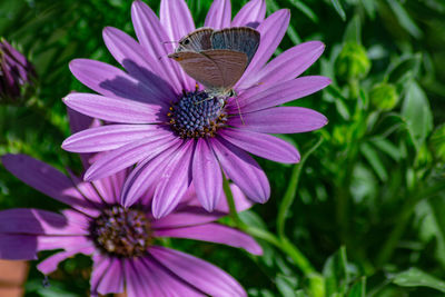 Close-up of pink pollinating on purple flower