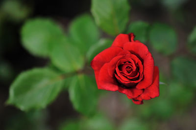 Close-up of red rose